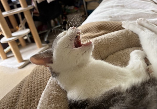 猫 サバシロ もーしゃんの写真