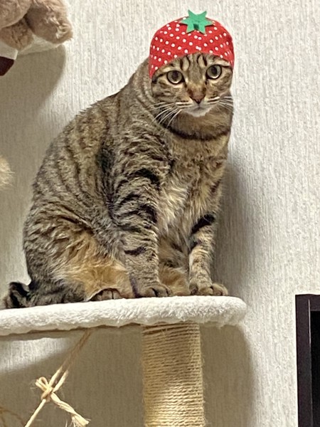 猫 キジトラ レオくんの写真