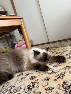 猫 ヒマラヤン ミリーの写真