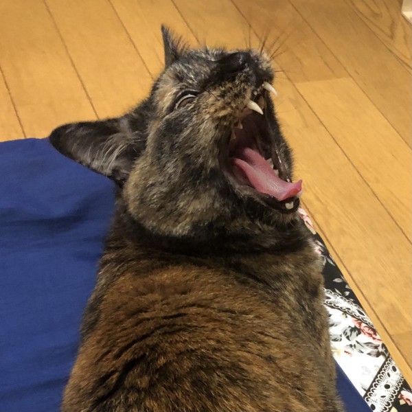 猫 サビ猫 ポンちゃんの写真