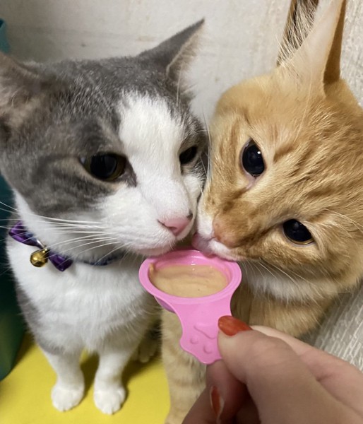 猫 茶トラ 茶々丸の写真