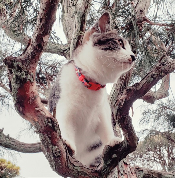 猫 雑種（ミックス） とらさんの写真