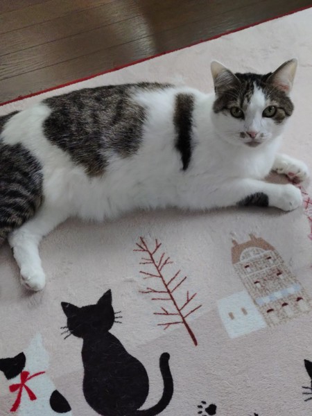 猫 シャルトリュー ミュウの写真