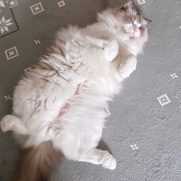 猫 ラグドール めるもの写真