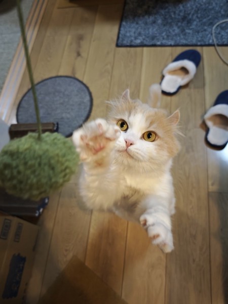 猫 アメリカンカール ラテの写真