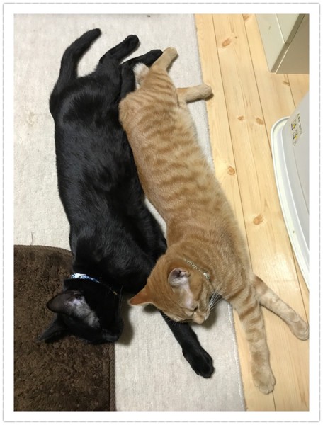 猫 黒猫 武蔵 & 琥太郎の写真