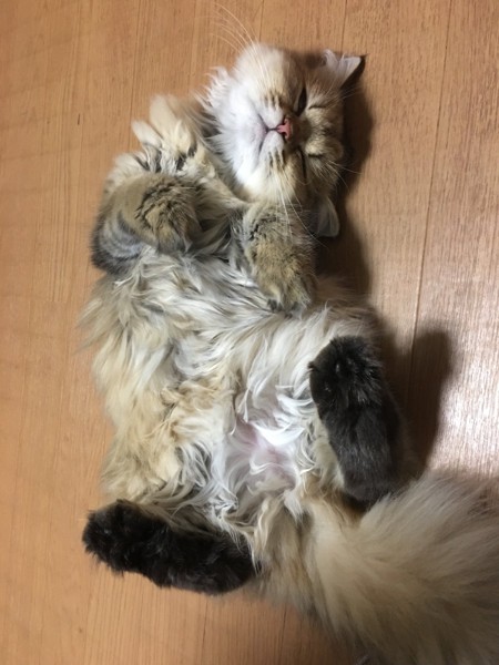 猫 ペルシャ マロン♡の写真