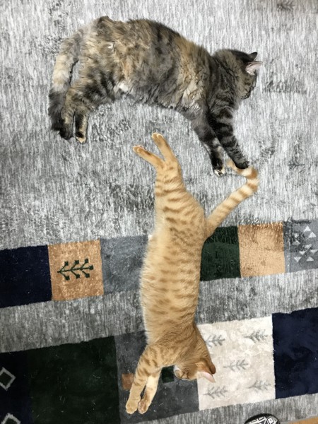 猫 雑種（ミックス） つくね&むぎの写真