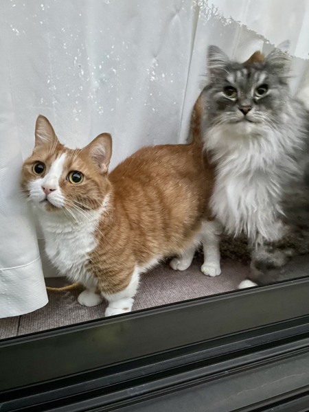 猫 マンチカン ルイとチャーの写真