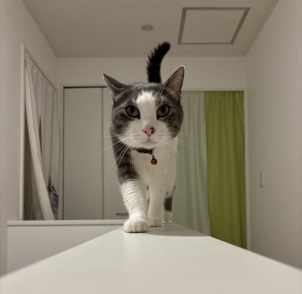 猫 サバシロ 龍我の写真