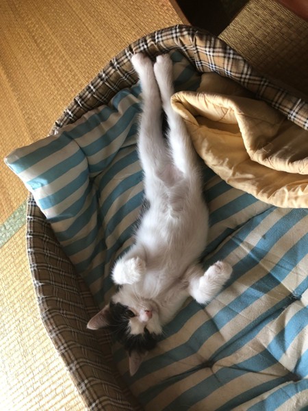 猫 日本雑種 ココの写真