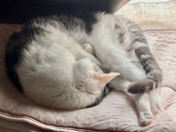 猫 サバシロ もーしゃんの写真
