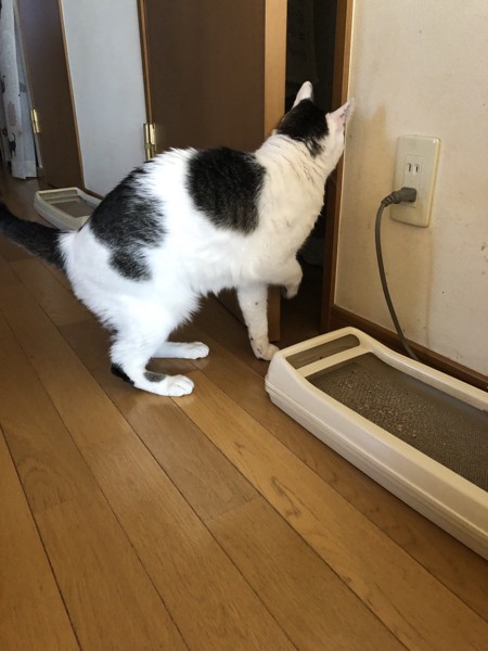 猫 雑種（ミックス） ラブの写真