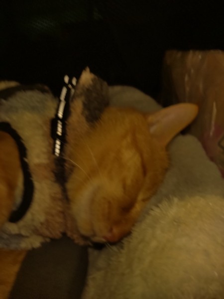 猫 茶トラ りんの写真