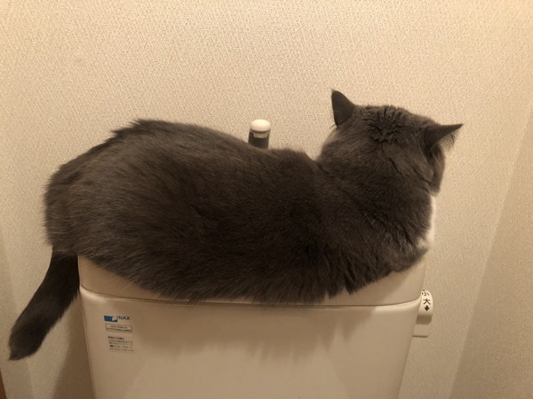 猫 ブリティッシュショートヘア チョウサイの写真