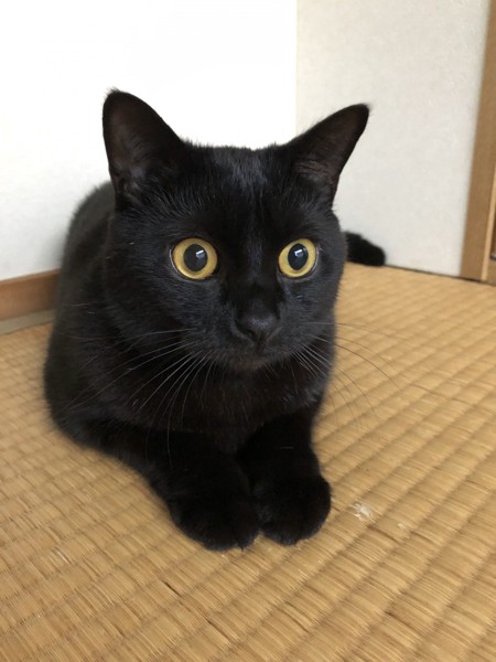 猫 スコティッシュフォールド ももりんの写真