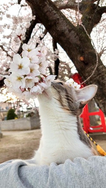 猫 三毛猫 ももの写真