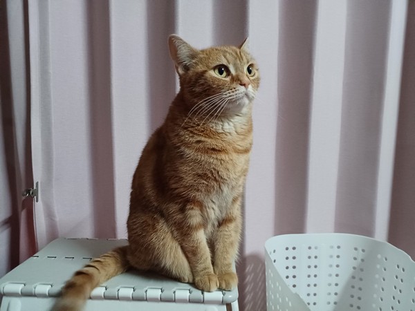猫 スコティッシュフォールド らぶの写真