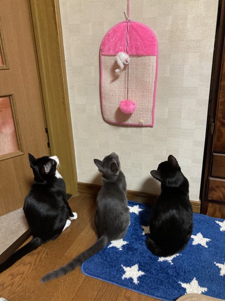 猫 雑種（ミックス） ハッチとクロとグレの写真