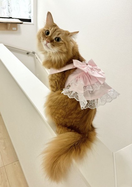 猫 茶トラ 茶々丸の写真