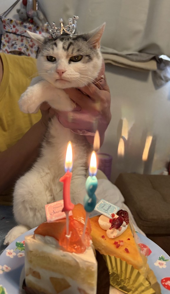 猫 サバシロ もーしゃんの写真