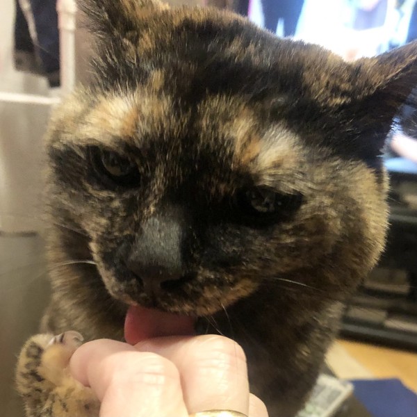 猫 サビ猫 ポンちゃんの写真