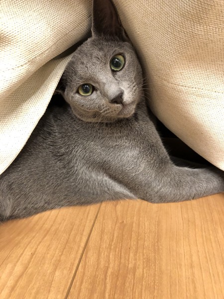 猫 ロシアンブルー きいちゃんの写真