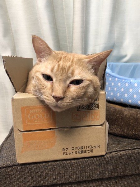 猫 雑種 ドルの写真