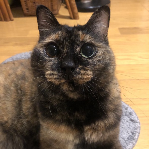 猫 サビ猫 ポンちゃんの写真