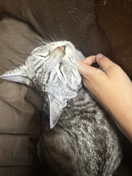 猫 サバトラ リロの写真