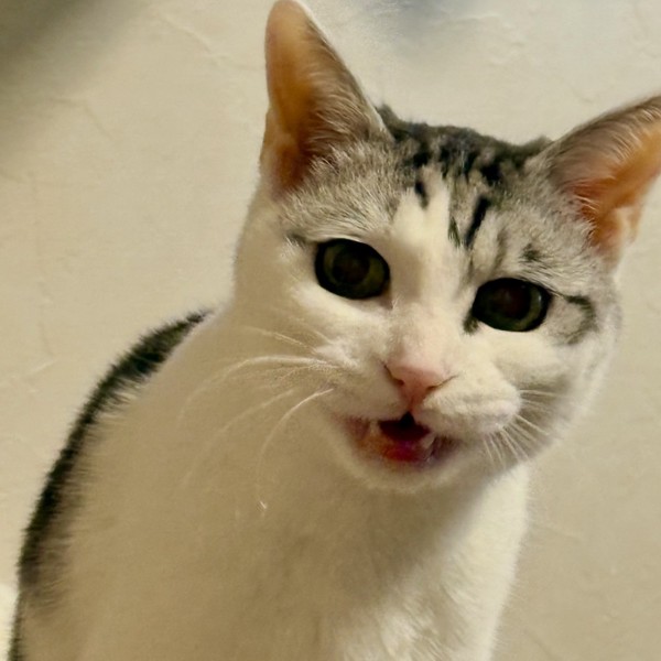 猫 サバシロ もーしゃんの写真