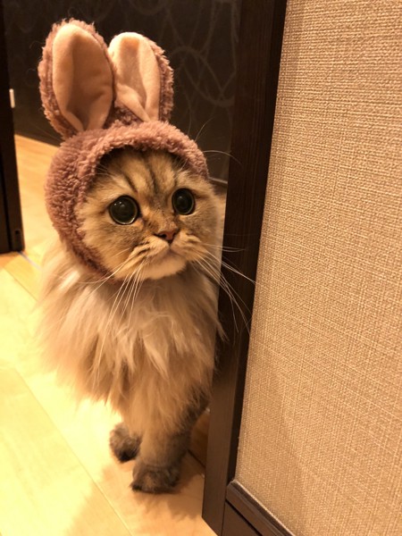 猫 ペルシャ パピコの写真