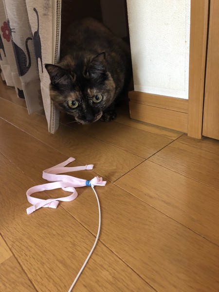 猫 サビ猫 ポンちゃんの写真