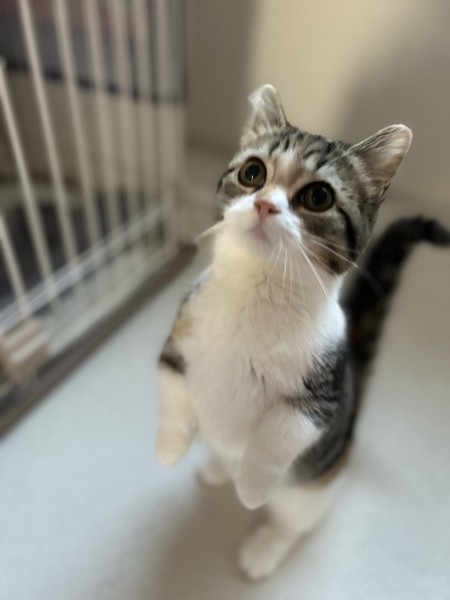 猫 マンチカン ココロの写真