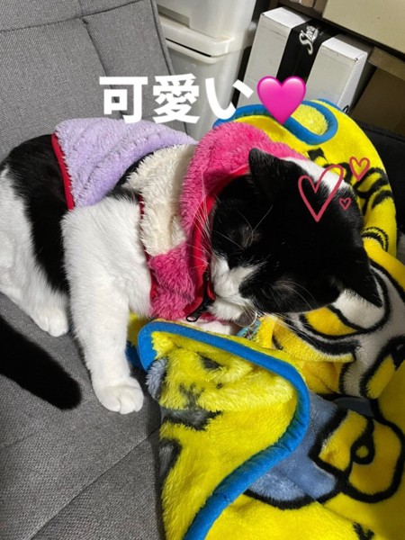 猫 雑種（ミックス） どんさんの写真