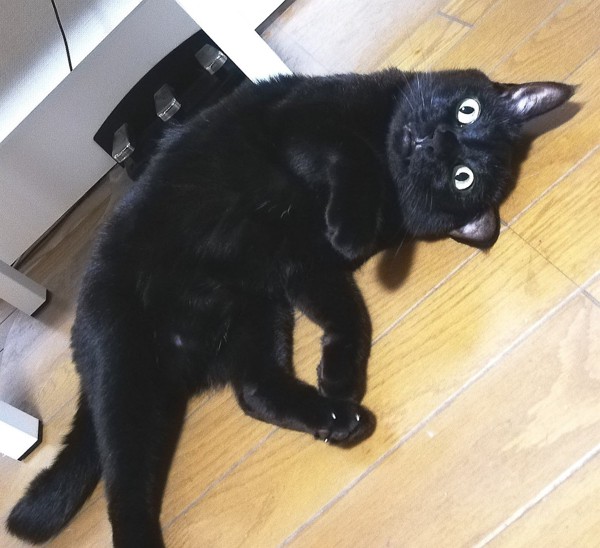 猫 黒猫 とりももの写真