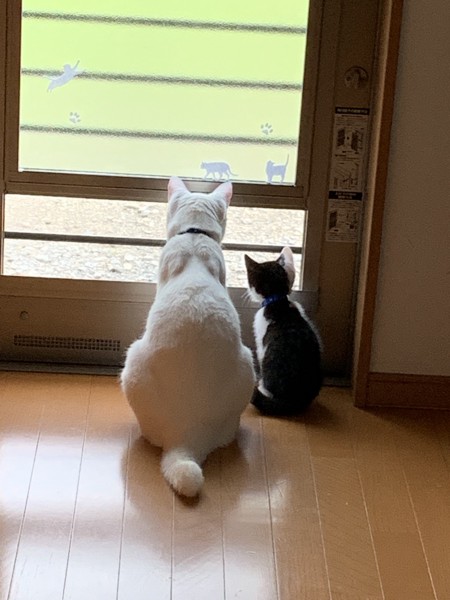 猫 雑種（ミックス） ソラとレオの写真