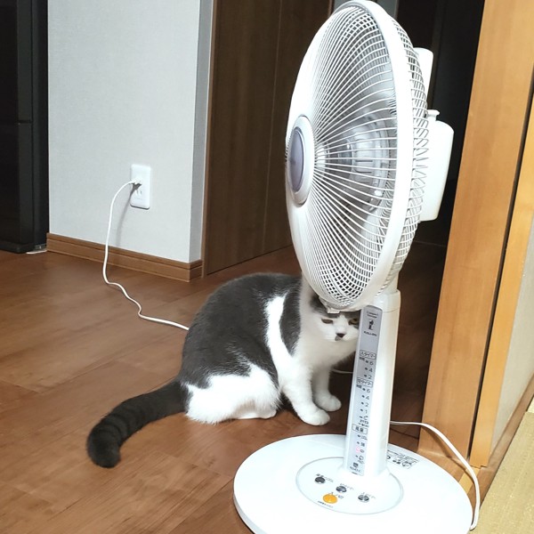 猫 ブリティッシュショートヘア ふくの写真