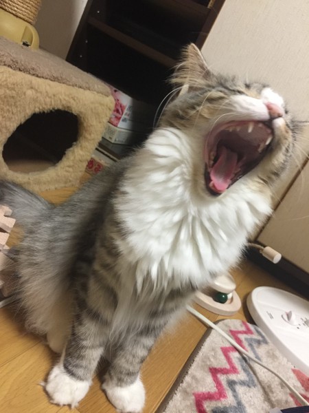 猫 ノルウェージャンフォレストキャット プルの写真