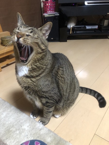 猫 サバトラ 西村福助左右衛門アクタスの写真