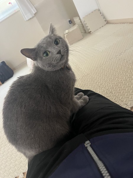 猫 ロシアンブルー みーちゃんの写真