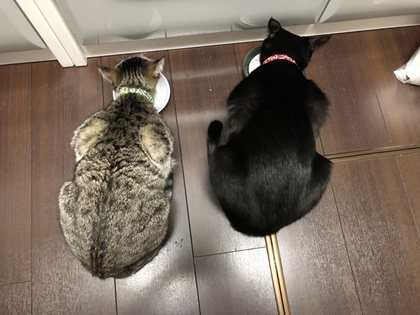 猫 黒猫 ＆ サバ白 虎徹 & あんこの写真