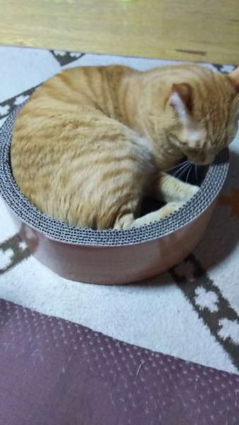 猫 茶トラ 茶々丸の写真