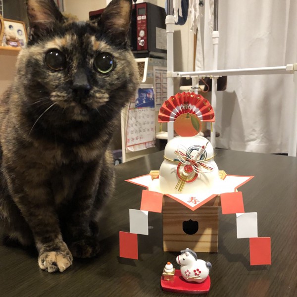 猫 サビ猫 ポンちゃんの写真