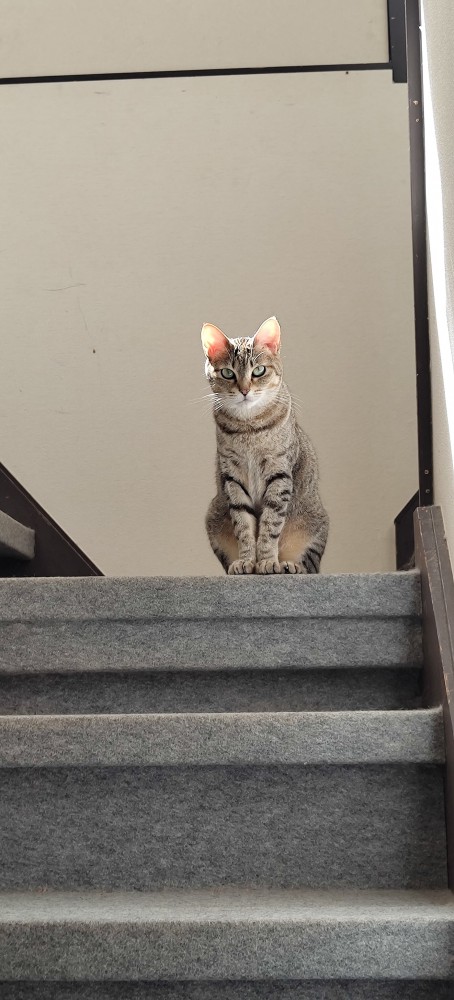 猫 雑種（ミックス） 花ちゃんの写真