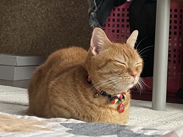 猫 マンチカン ちくわの写真