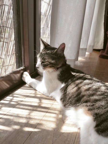 猫 三毛猫 小麦の写真