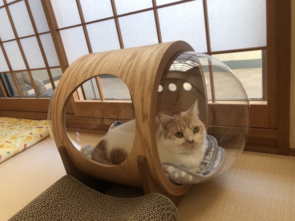 猫 マンチカン こまりの写真