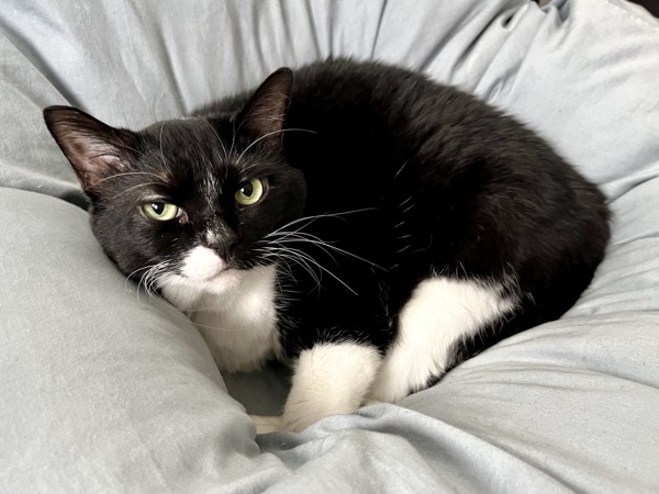 猫 黒ブチ さぬきの写真