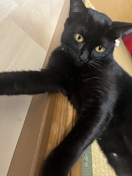猫 黒猫 キキの写真